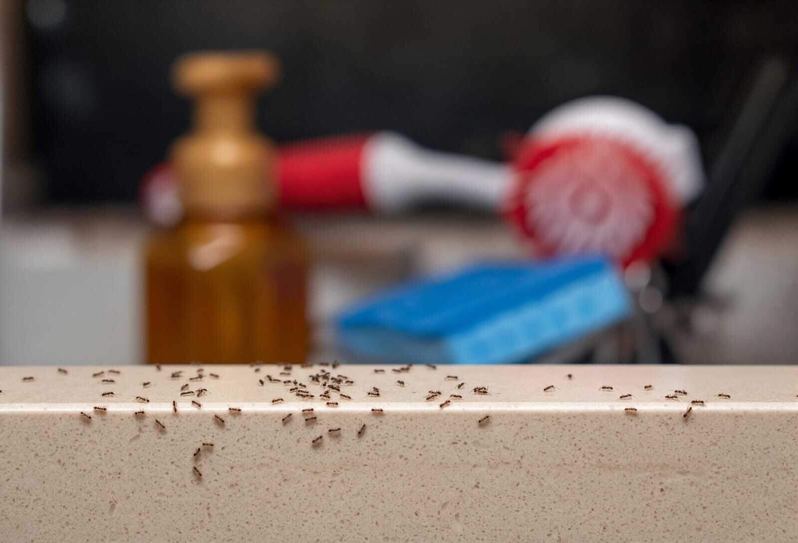 An ant trail on a kitchen counter by the sink