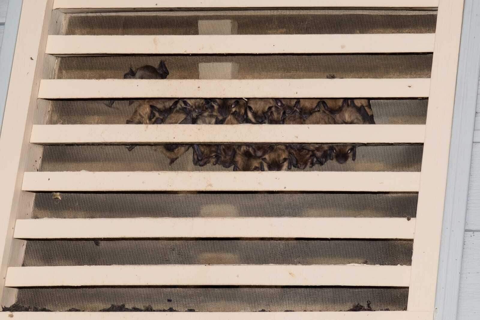 Bat Control in Dallas, TX