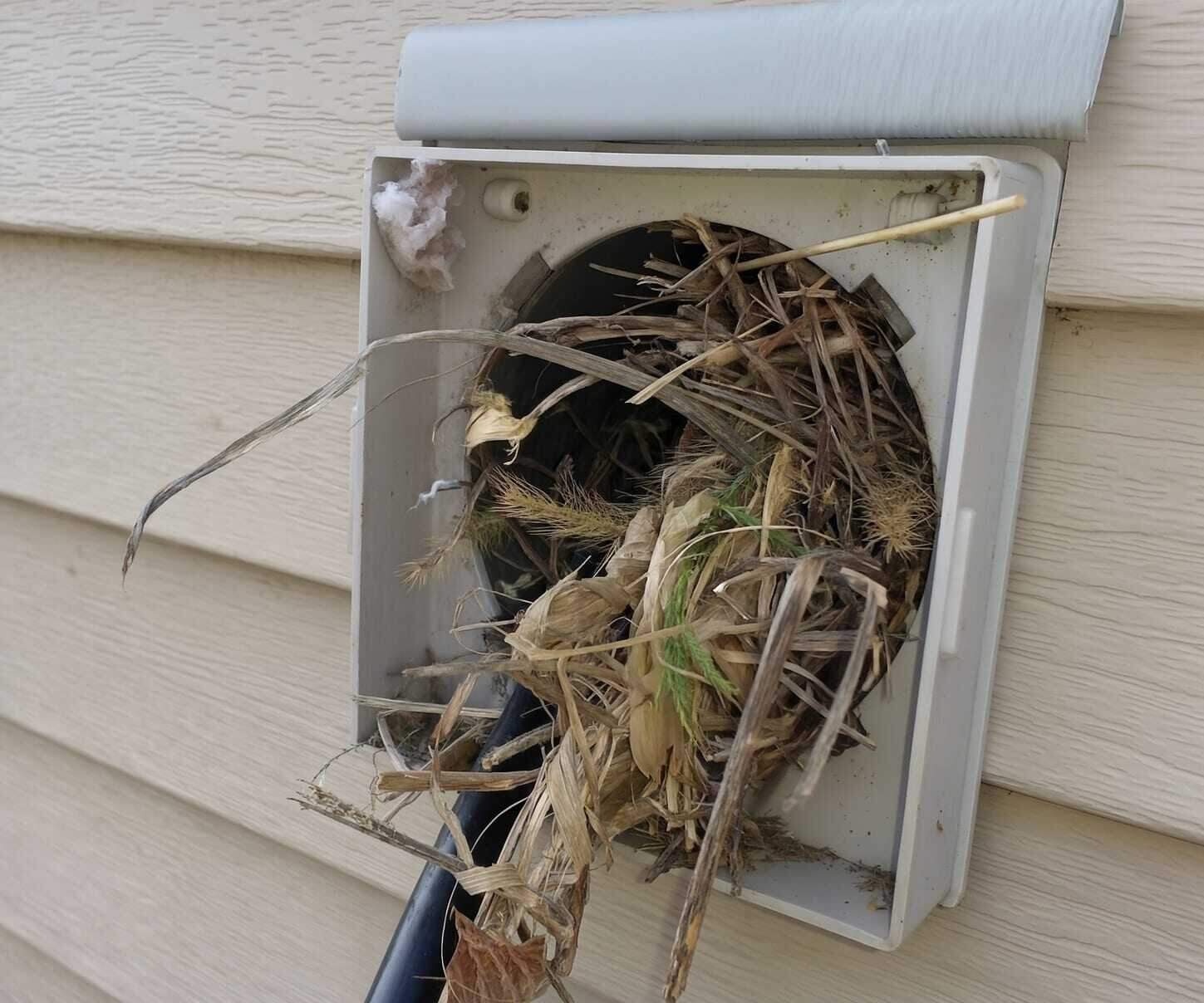 Bird Control in Dallas, TX