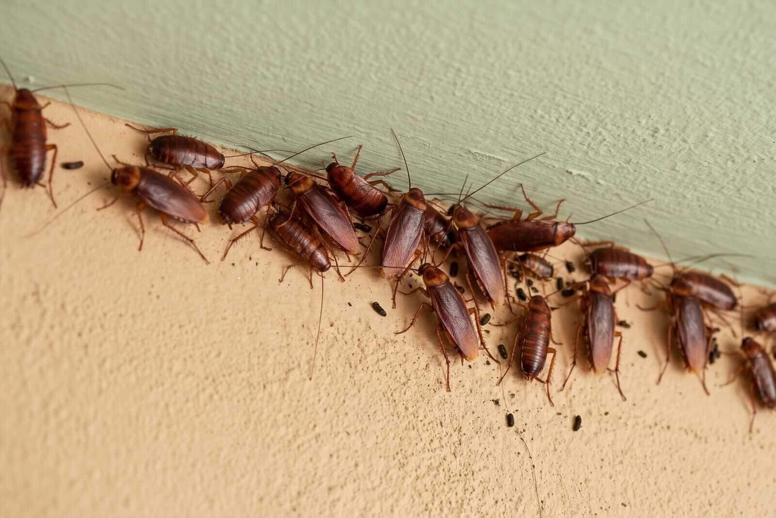 Cockroaches crowded along a wall joint in a home