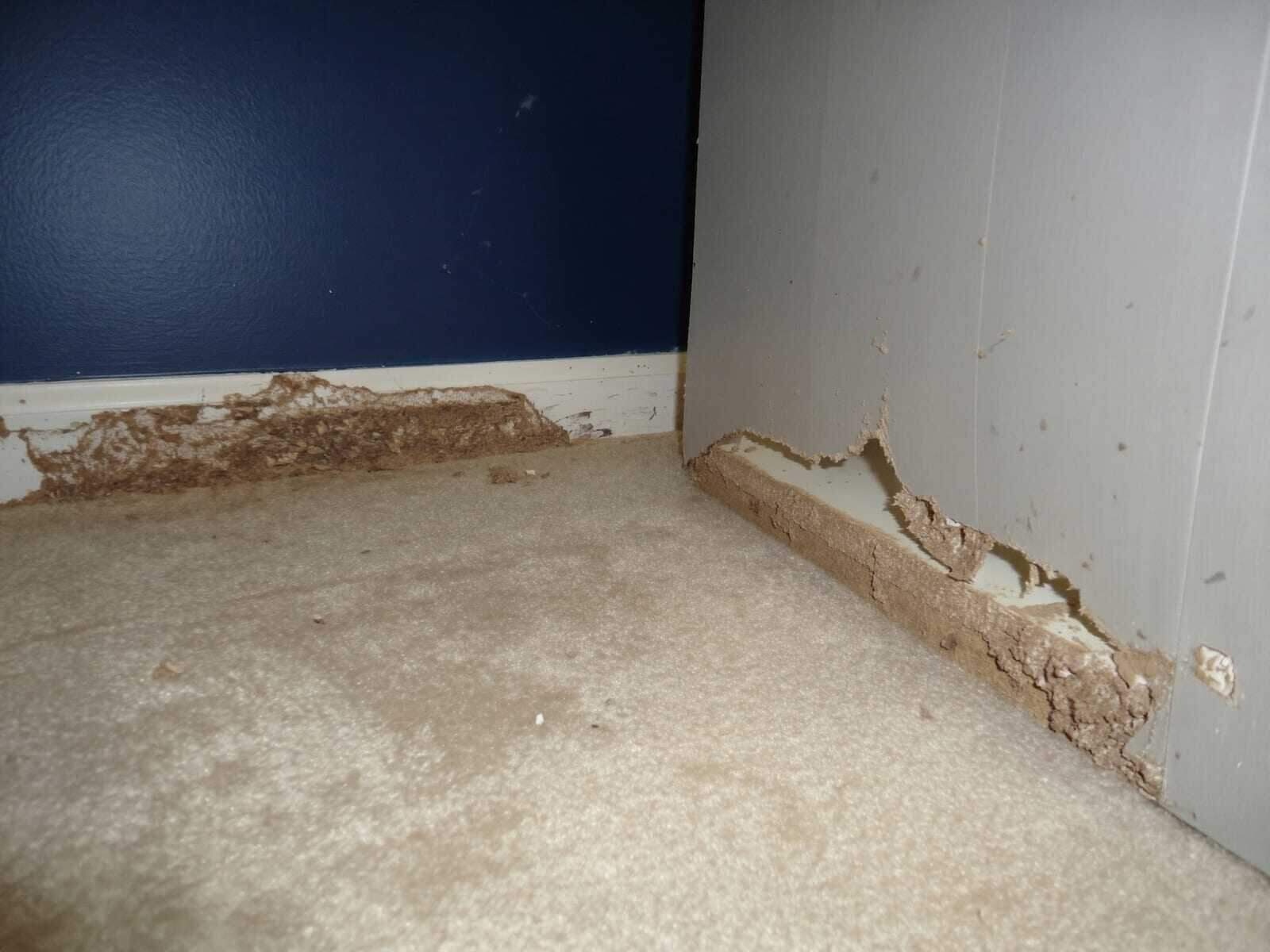 Termite damage and mud in a bedroom baseboard