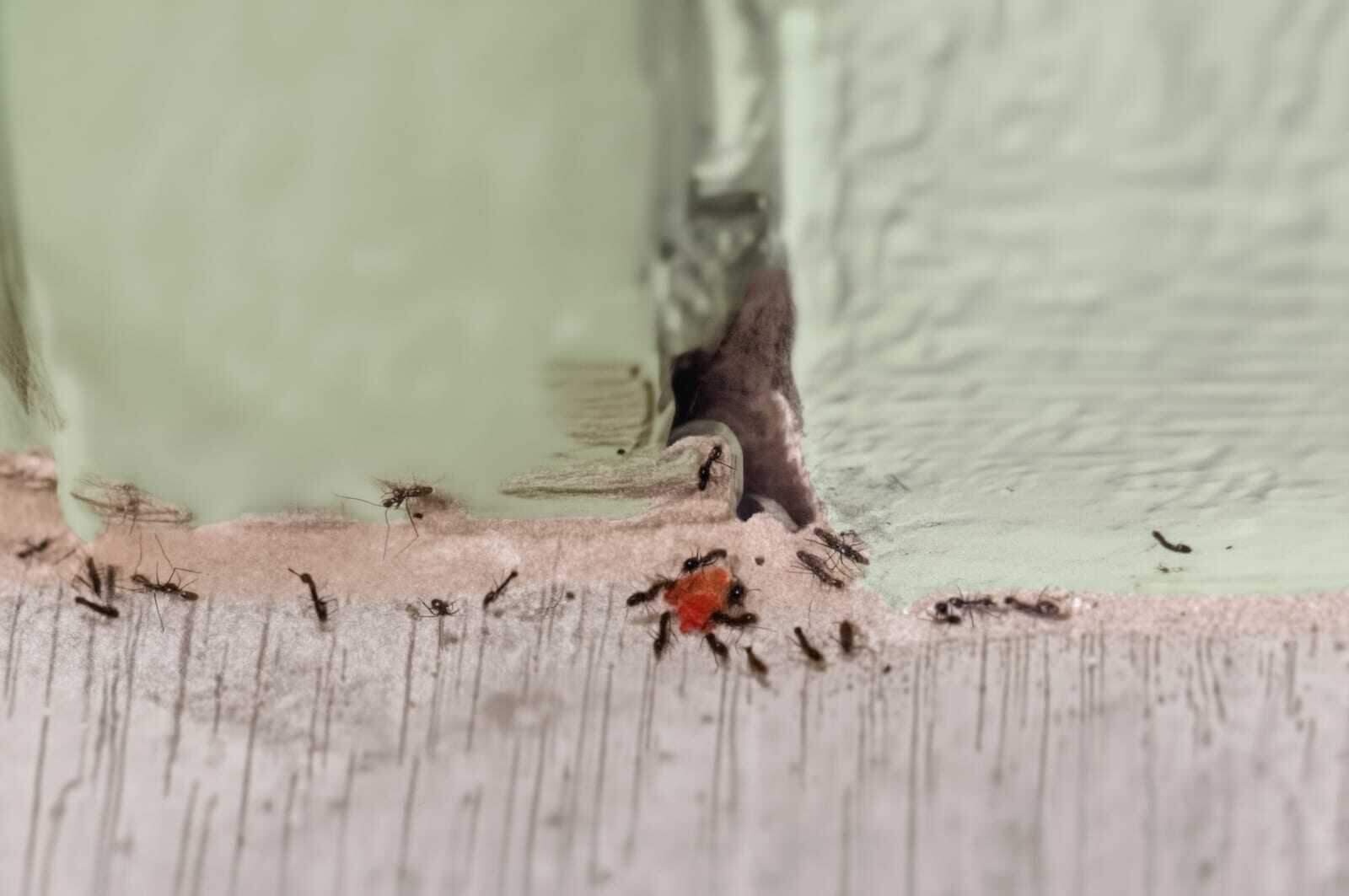 Ants coming out of a gap at the baseboard