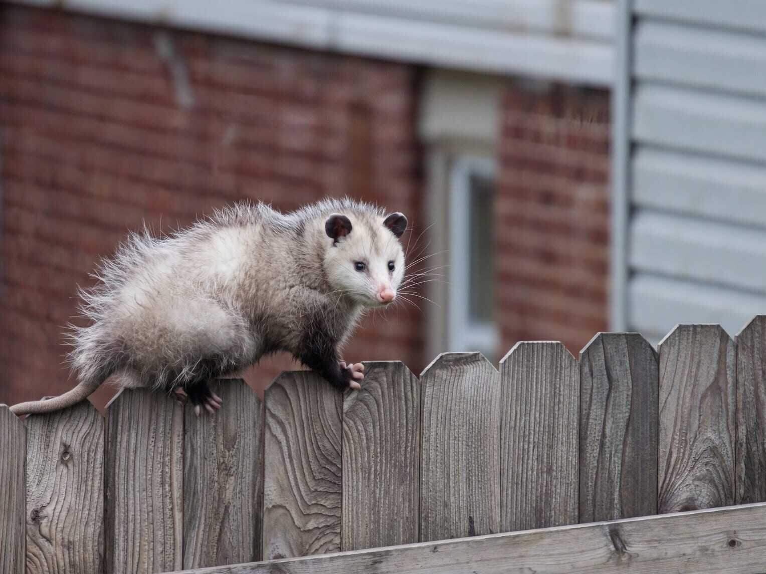 Opossum Removal in Dallas, TX