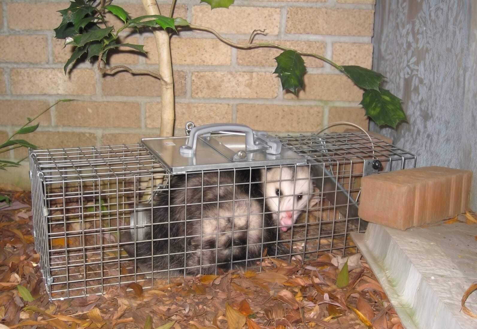 Possum Pest Control in Dallas–Fort Worth