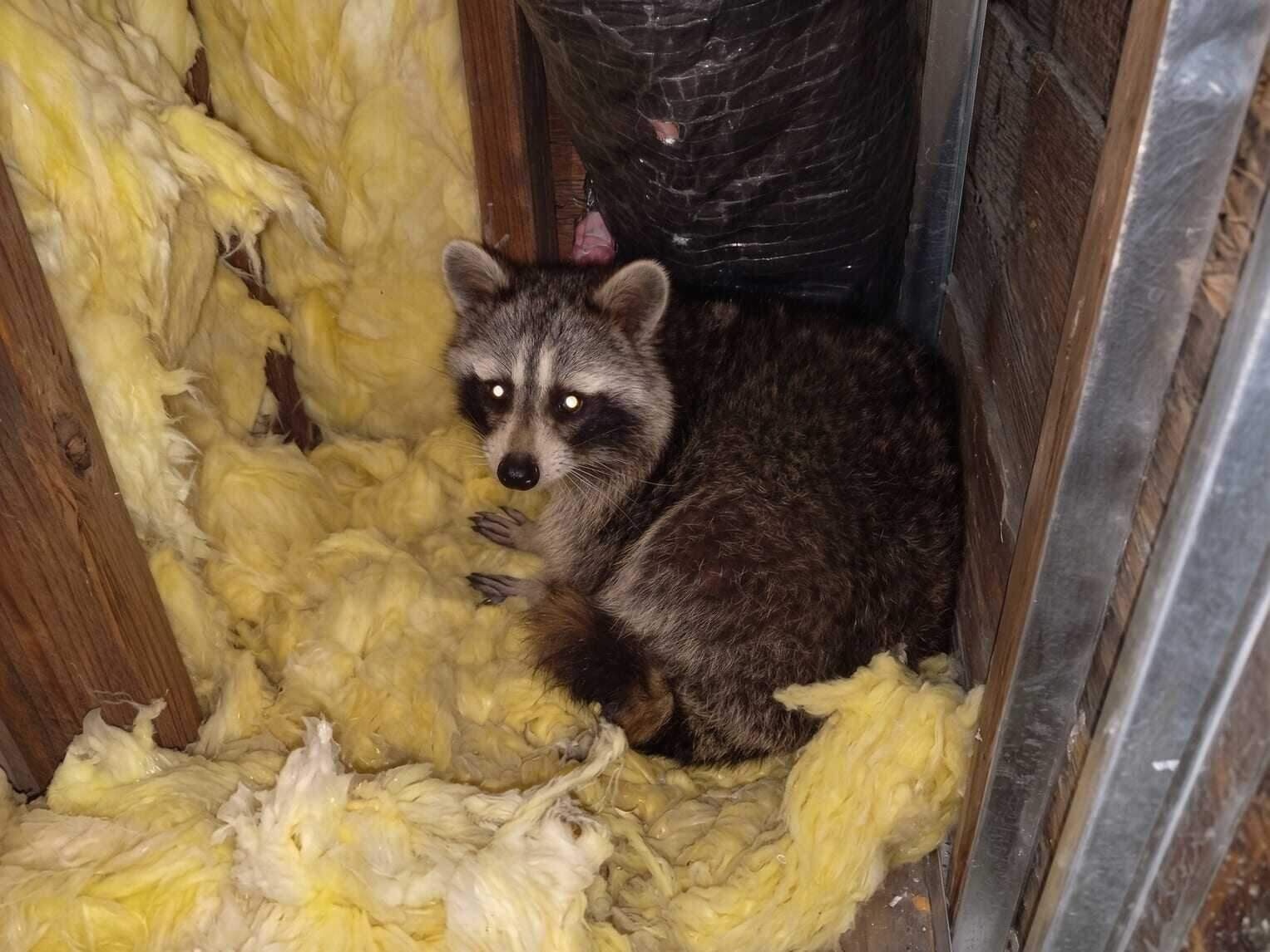 Raccoon Removal in Dallas, TX