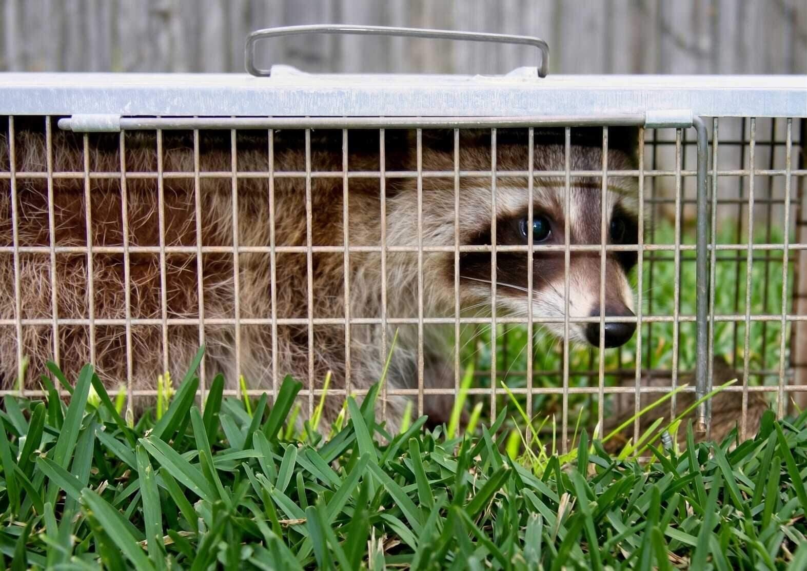 Raccoon Control in Dallas–Fort Worth