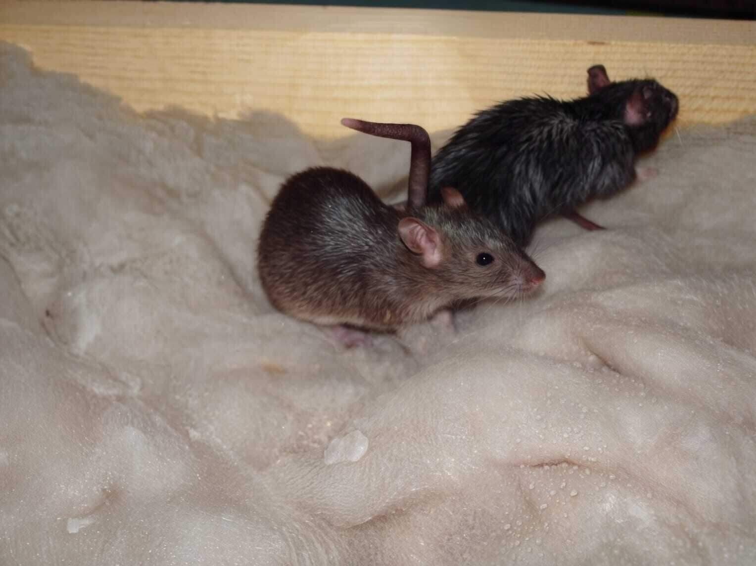Rat Exterminator in Dallas, TX