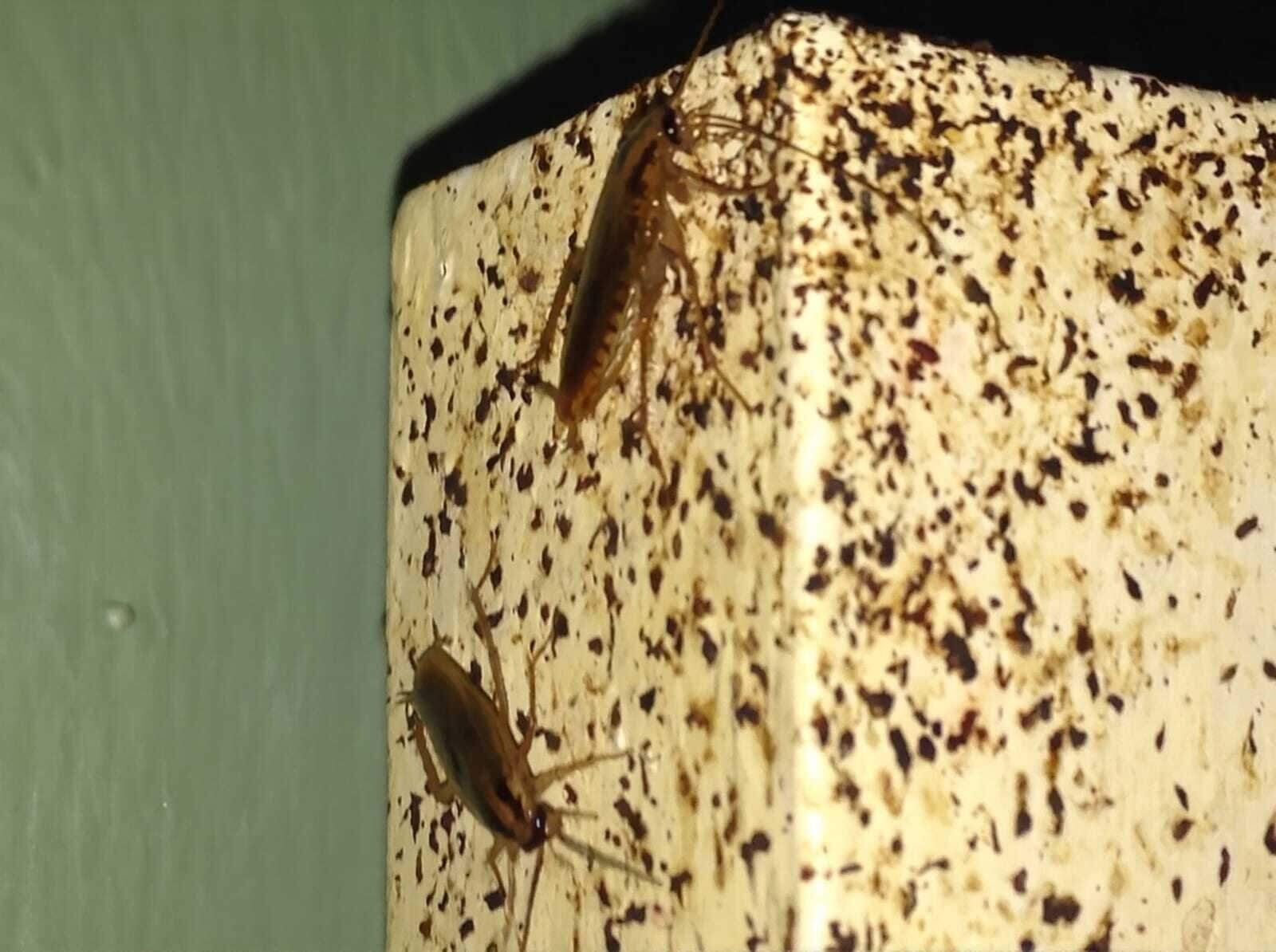 German cockroaches and droppings on a kitchen cabinet