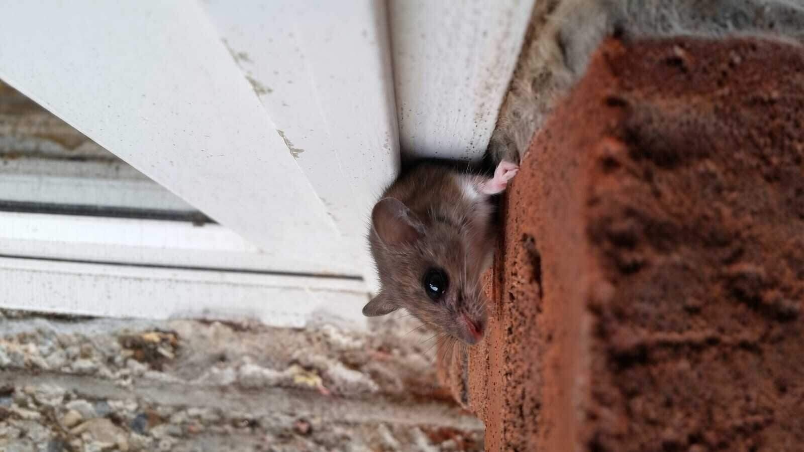 Rodent Exclusion in Dallas, TX
