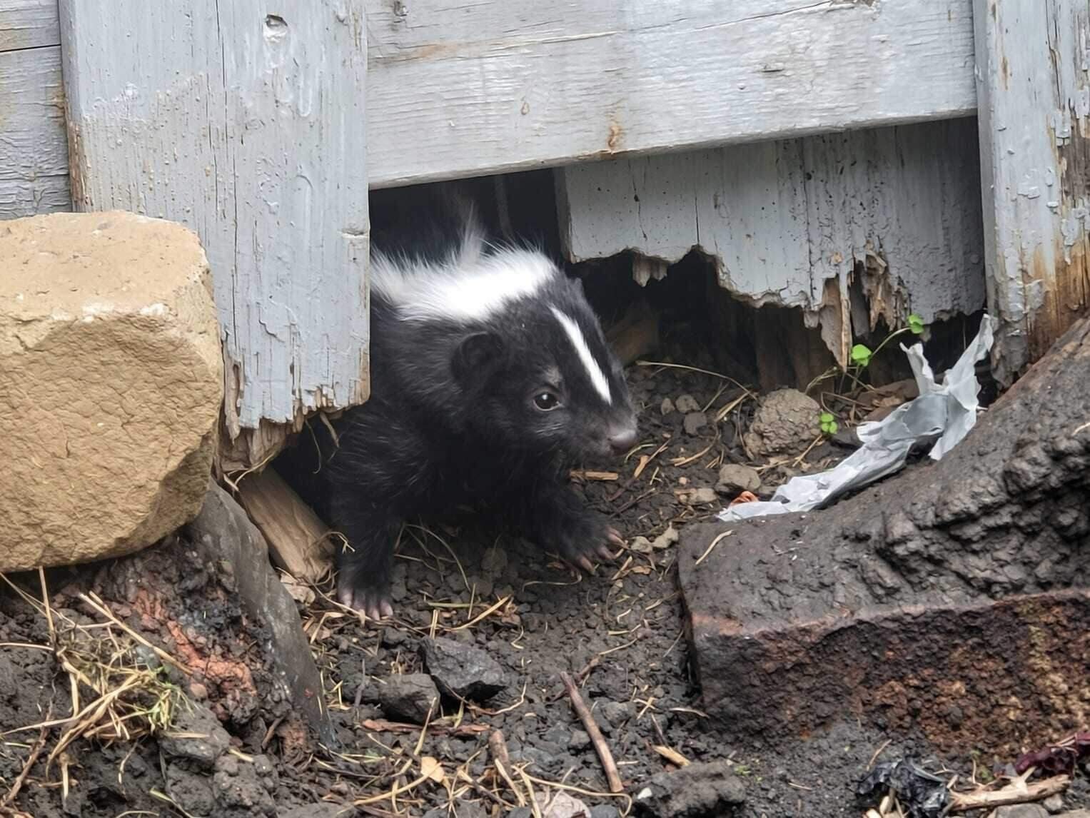 Skunk Removal in Dallas, TX