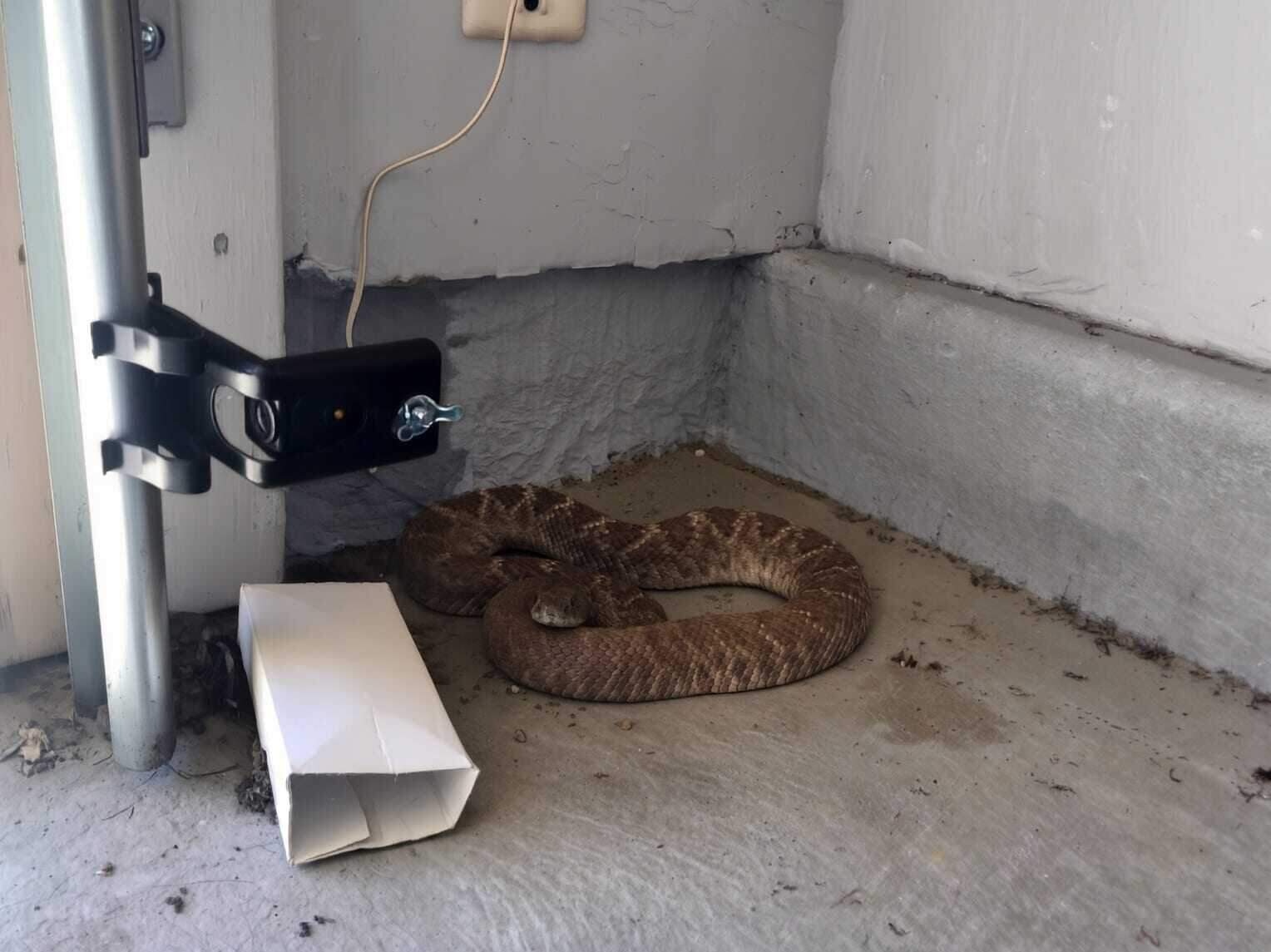 Snake Removal in Dallas, TX