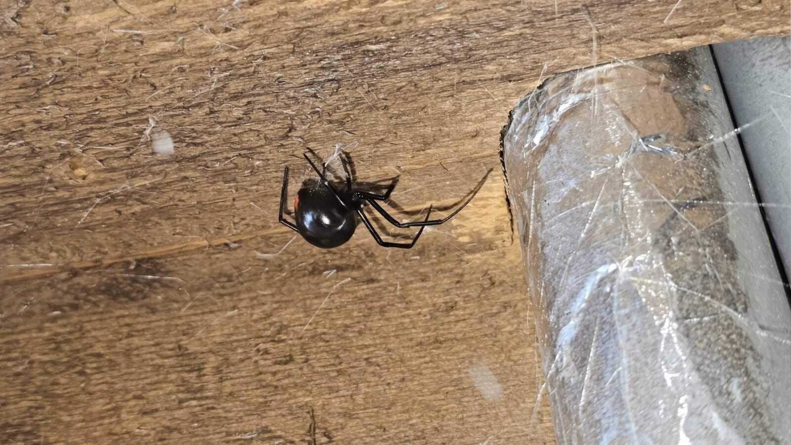 A black widow spider under a wooden beam