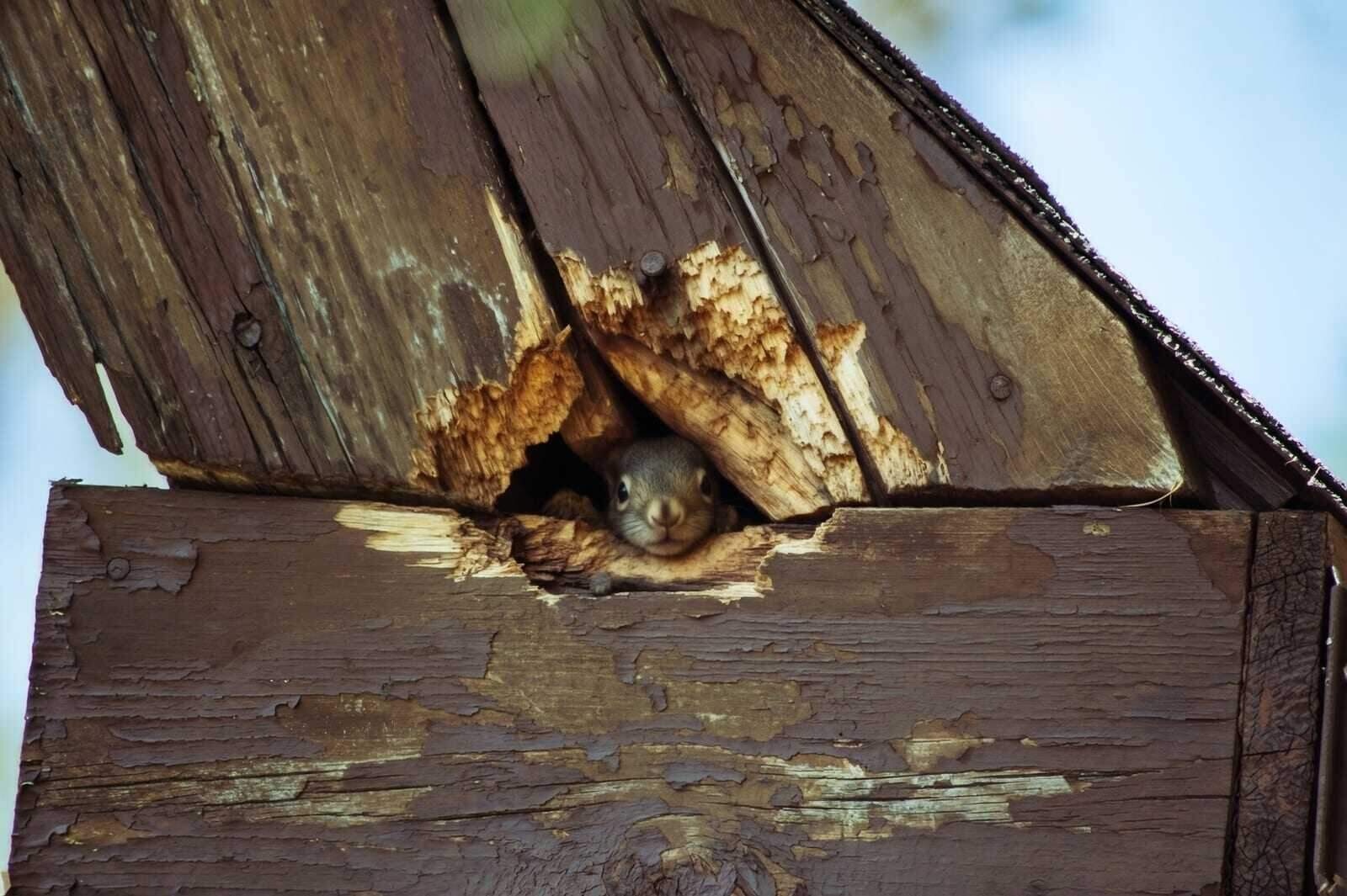 Squirrel Removal in Dallas, TX