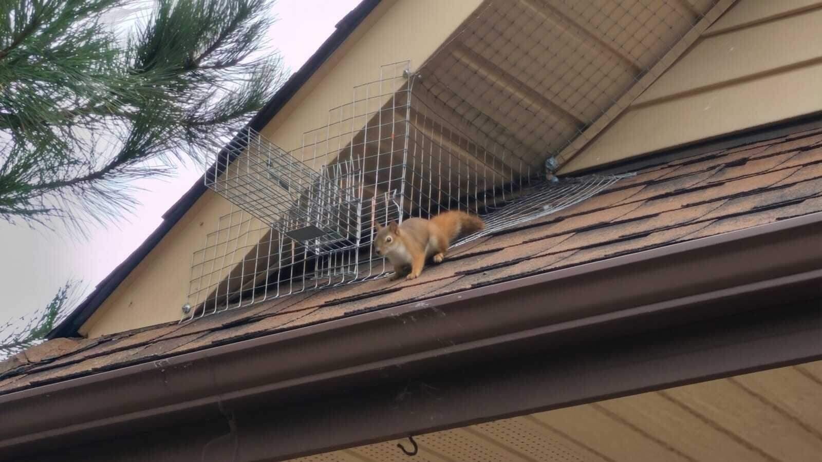 Squirrel Pest Control in Dallas–Fort Worth
