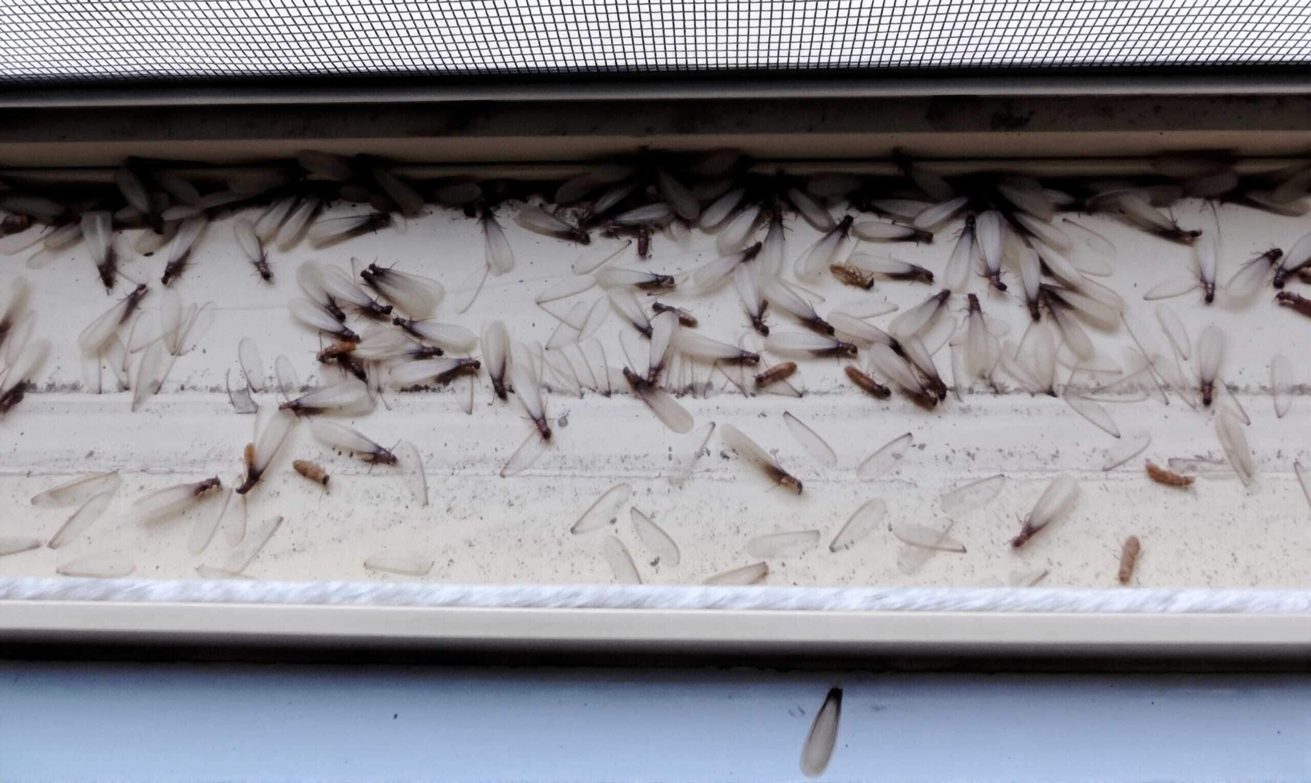 An emergency call: termite swarmers and their shed wings on a window track