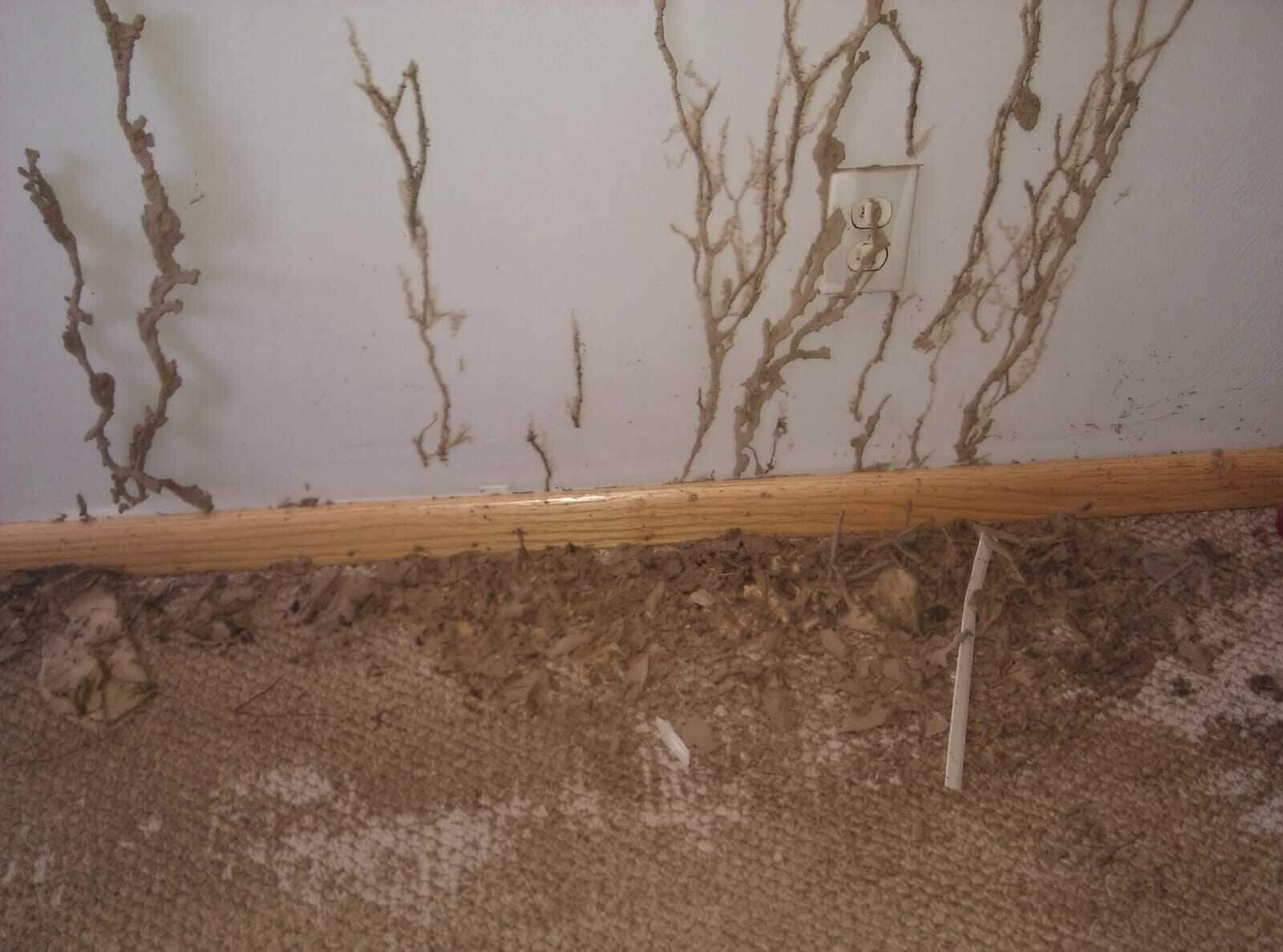 Termite mud tubes running up the inside of a wall above a damaged carpet