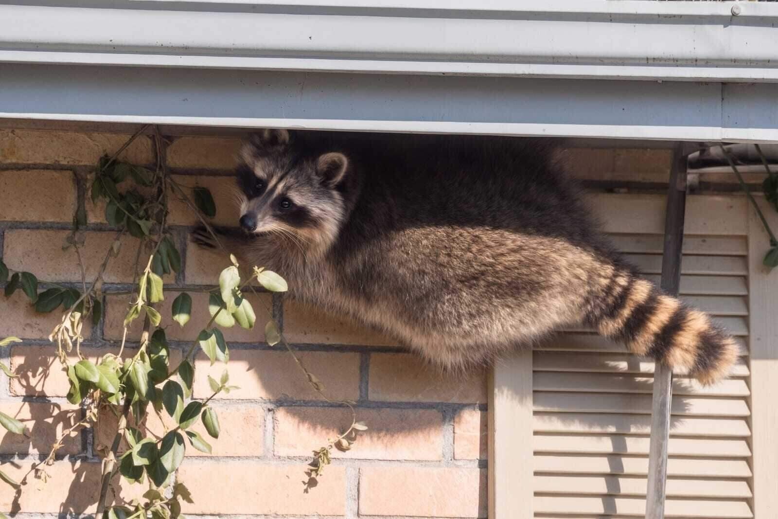 Wildlife Removal in Dallas, TX